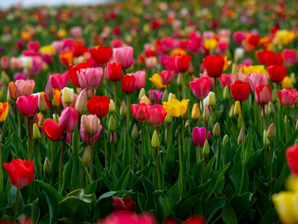 tulipanes_monygreen jardineria